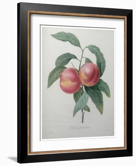 Peaches-Pierre-Joseph Redoute-Framed Art Print