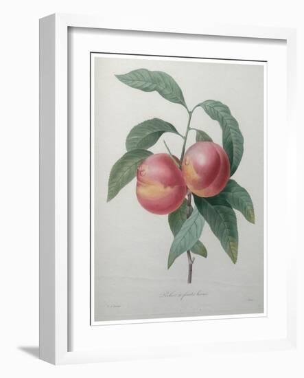 Peaches-Pierre-Joseph Redoute-Framed Art Print