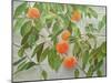 Peaches-Angeles M Pomata-Mounted Giclee Print