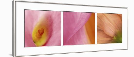 Peachy Pink Flower Triptych-Anna Miller-Framed Photographic Print