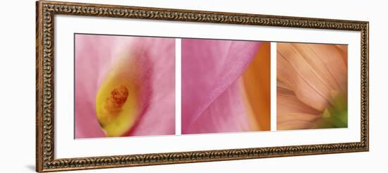Peachy Pink Flower Triptych-Anna Miller-Framed Photographic Print