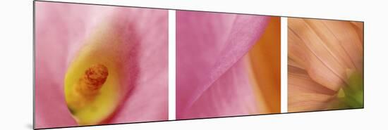Peachy Pink Flower Triptych-Anna Miller-Mounted Photographic Print