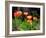 Peachy Poppies painting-Helen White-Framed Giclee Print