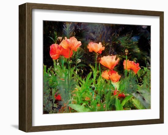 Peachy Poppies painting-Helen White-Framed Giclee Print