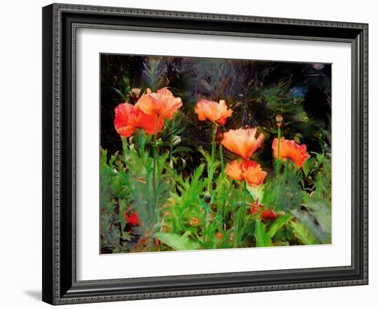 Peachy Poppies painting-Helen White-Framed Giclee Print