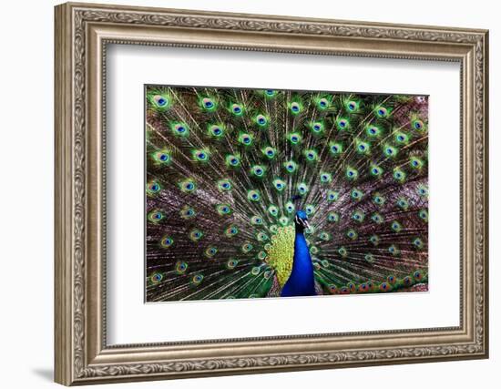 Peacoack with expanded feather tail-Charles Bowman-Framed Photographic Print