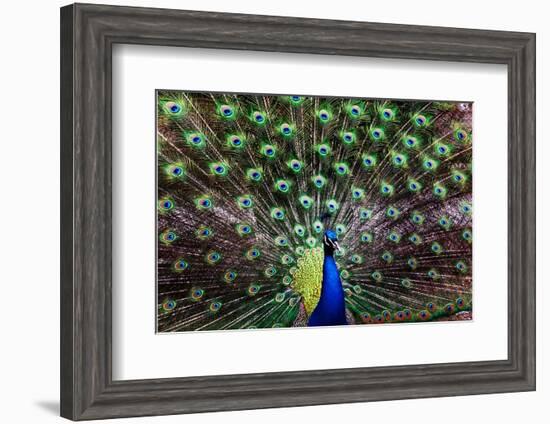 Peacoack with expanded feather tail-Charles Bowman-Framed Photographic Print