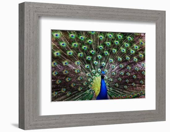 Peacoack with expanded feather tail-Charles Bowman-Framed Photographic Print