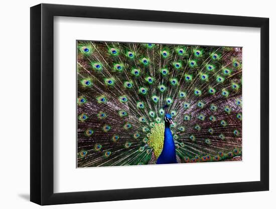 Peacoack with expanded feather tail-Charles Bowman-Framed Photographic Print