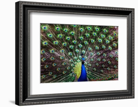 Peacoack with expanded feather tail-Charles Bowman-Framed Photographic Print