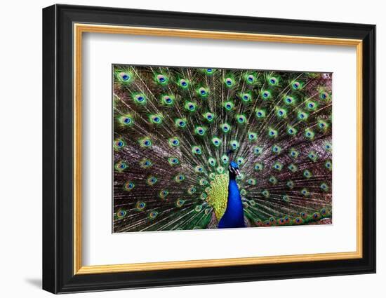 Peacoack with expanded feather tail-Charles Bowman-Framed Photographic Print