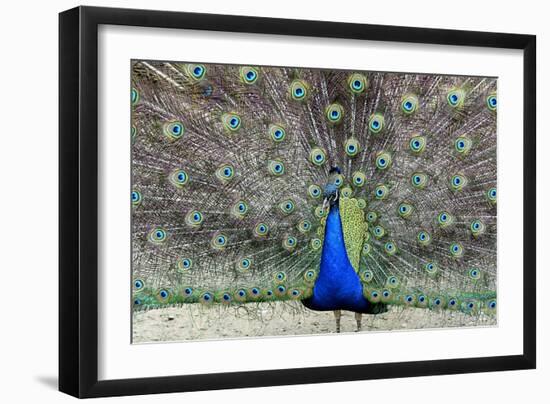 Peacock 1-Galloimages Online-Framed Photographic Print