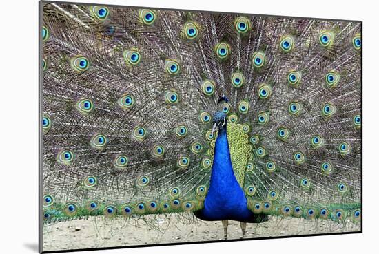 Peacock 1-Galloimages Online-Mounted Photographic Print