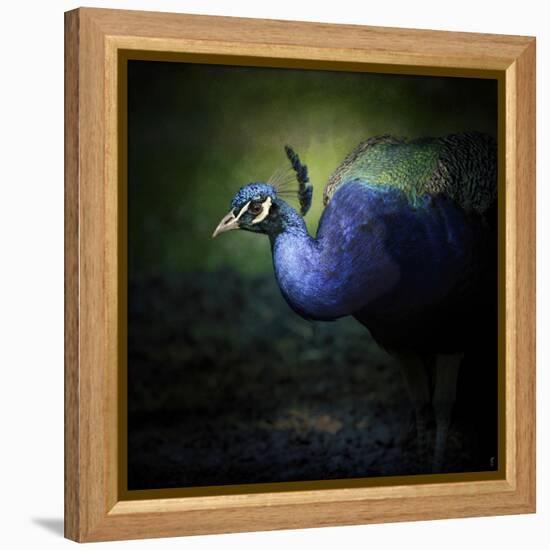 Peacock 1-Jai Johnson-Framed Premier Image Canvas