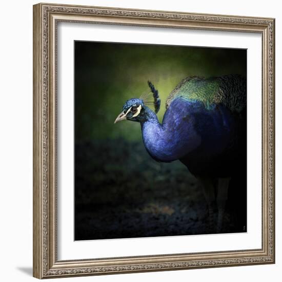 Peacock 1-Jai Johnson-Framed Giclee Print