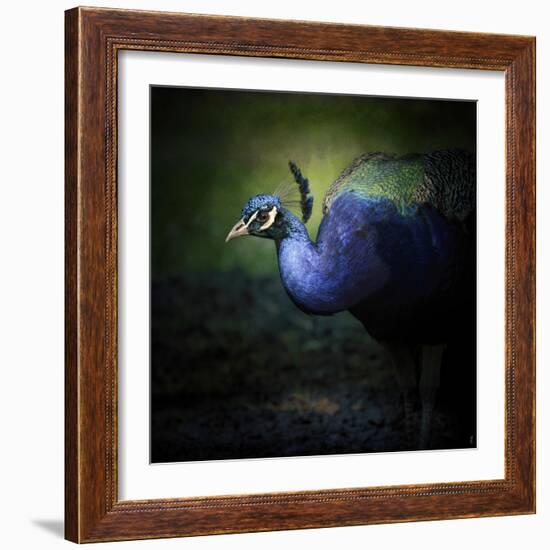 Peacock 1-Jai Johnson-Framed Giclee Print