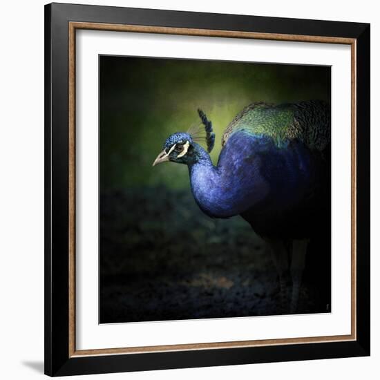 Peacock 1-Jai Johnson-Framed Giclee Print