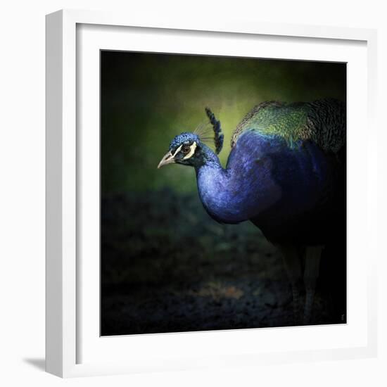 Peacock 1-Jai Johnson-Framed Giclee Print