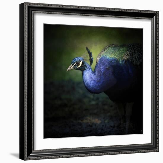 Peacock 1-Jai Johnson-Framed Giclee Print