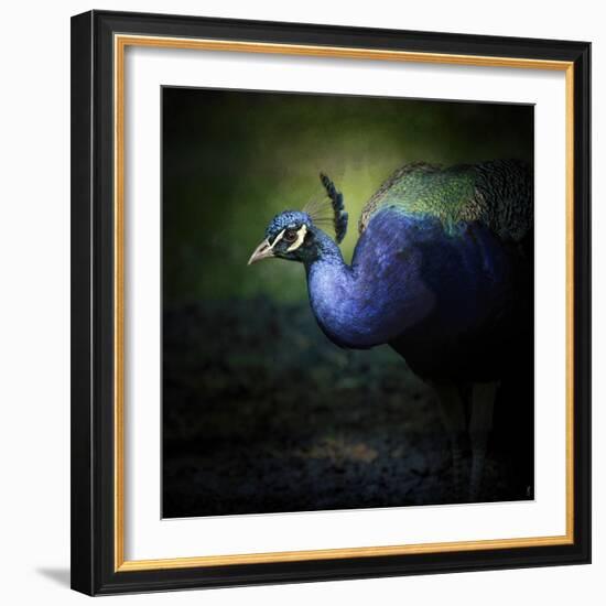 Peacock 1-Jai Johnson-Framed Giclee Print