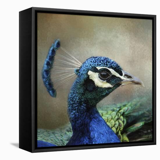Peacock 3-Jai Johnson-Framed Premier Image Canvas