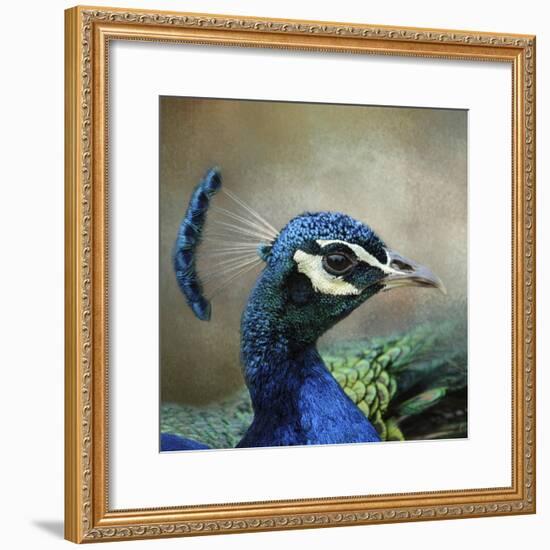 Peacock 3-Jai Johnson-Framed Giclee Print