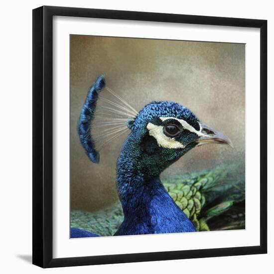 Peacock 3-Jai Johnson-Framed Giclee Print