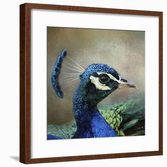 Peacock 3-Jai Johnson-Framed Giclee Print