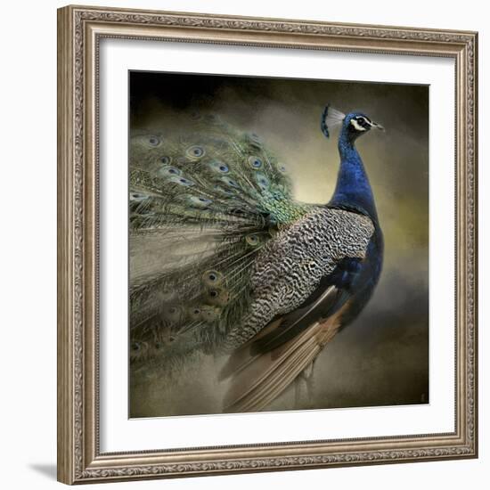 Peacock 5-Jai Johnson-Framed Giclee Print