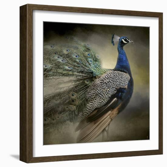 Peacock 5-Jai Johnson-Framed Giclee Print