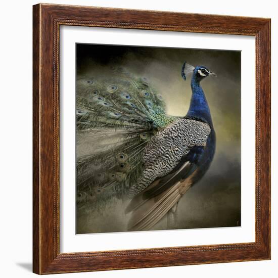 Peacock 5-Jai Johnson-Framed Giclee Print