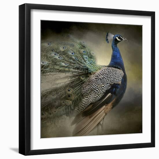 Peacock 5-Jai Johnson-Framed Giclee Print