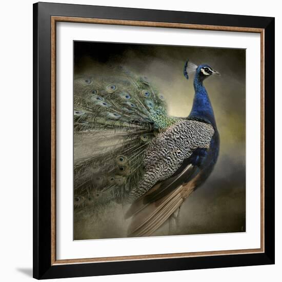 Peacock 5-Jai Johnson-Framed Giclee Print