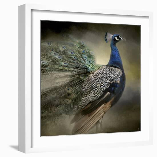 Peacock 5-Jai Johnson-Framed Giclee Print