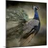 Peacock 5-Jai Johnson-Mounted Giclee Print