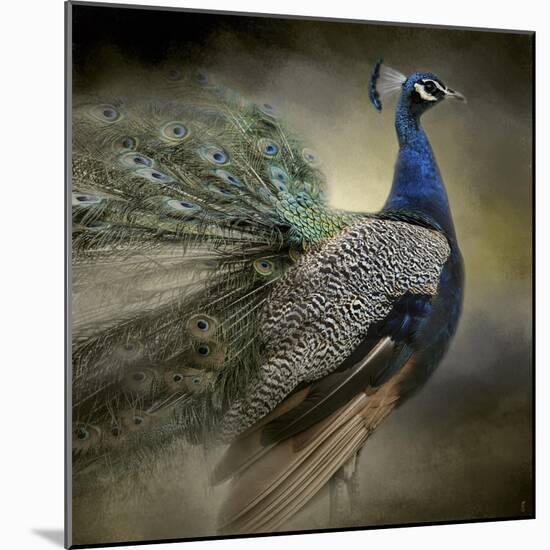 Peacock 5-Jai Johnson-Mounted Giclee Print