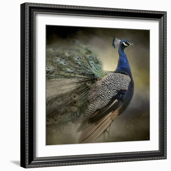 Peacock 5-Jai Johnson-Framed Giclee Print