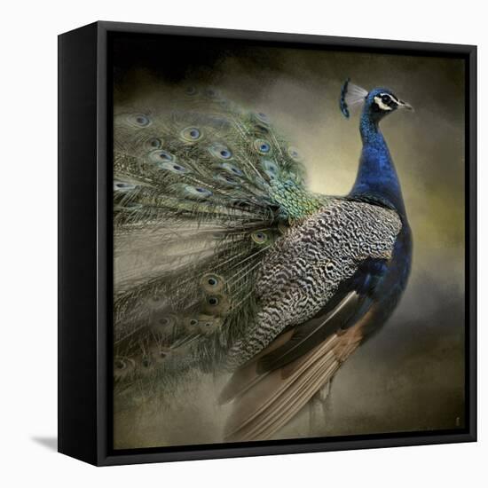 Peacock 5-Jai Johnson-Framed Premier Image Canvas