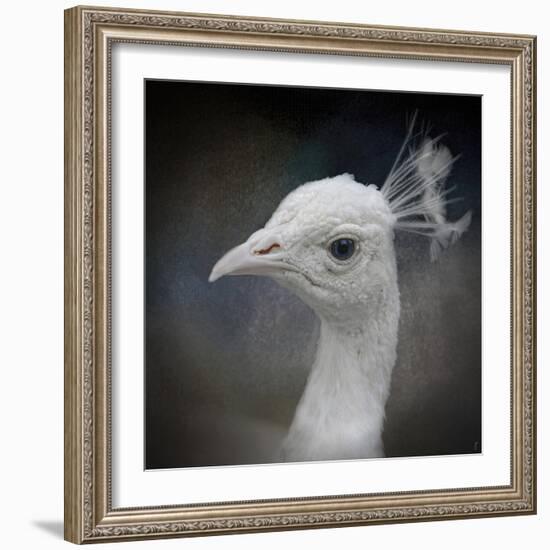 Peacock 9-Jai Johnson-Framed Giclee Print