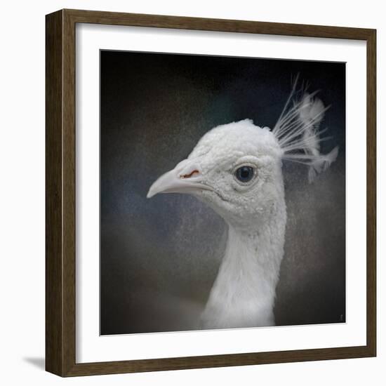 Peacock 9-Jai Johnson-Framed Giclee Print