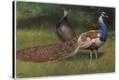 Stretched Canvas Print
