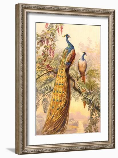 Peacock and Peahen, Illustration--Framed Art Print