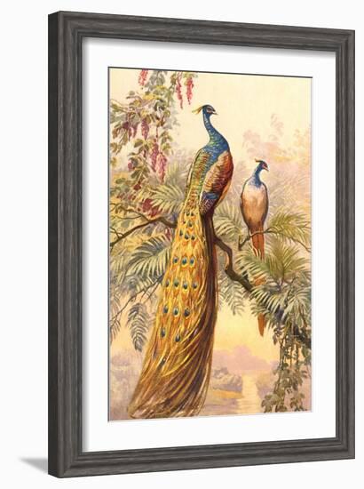 Peacock and Peahen, Illustration--Framed Art Print
