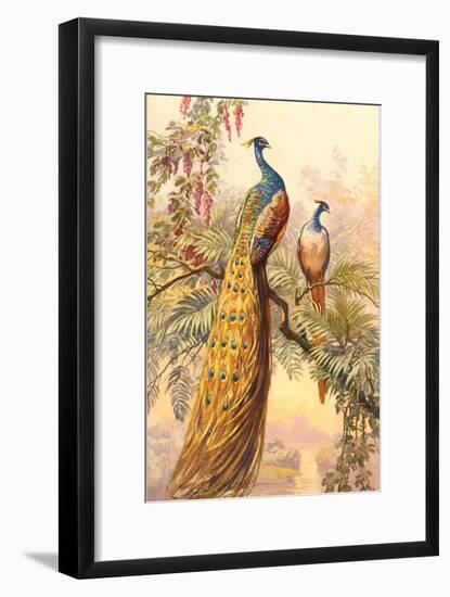 Peacock and Peahen, Illustration-null-Framed Art Print