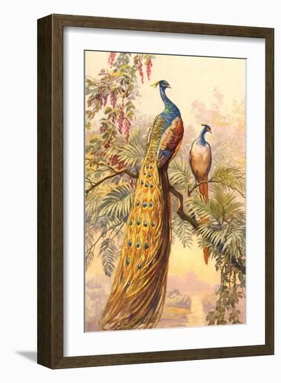 Peacock and Peahen, Illustration--Framed Art Print