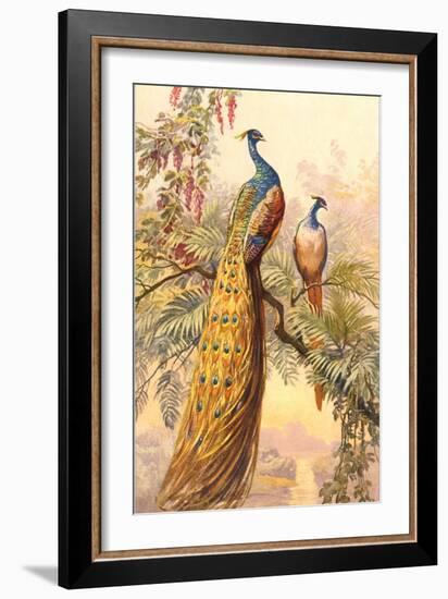 Peacock and Peahen, Illustration-null-Framed Art Print