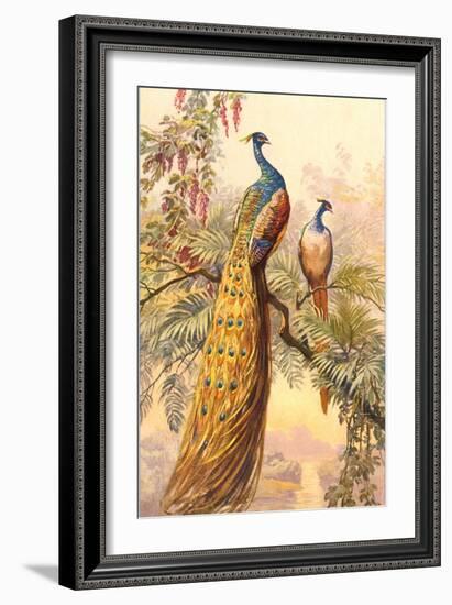 Peacock and Peahen, Illustration-null-Framed Art Print