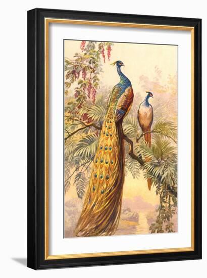 Peacock and Peahen, Illustration--Framed Art Print