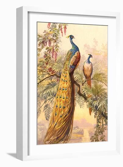 Peacock and Peahen, Illustration-null-Framed Premium Giclee Print