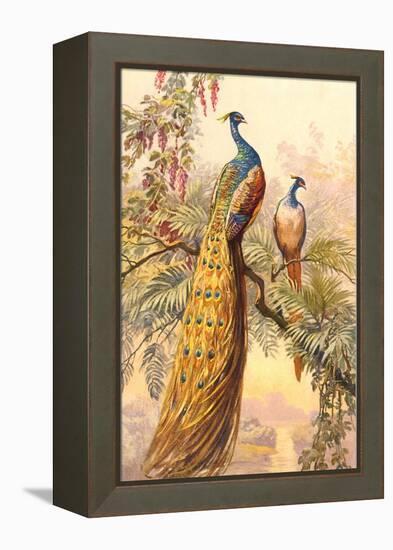 Peacock and Peahen, Illustration-null-Framed Stretched Canvas